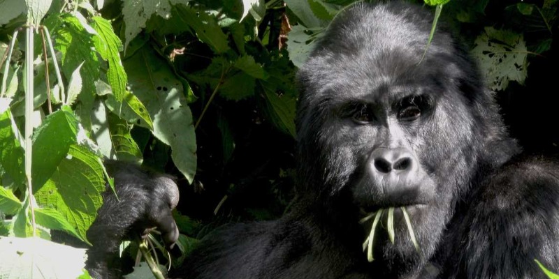 https://www.arezio.it/ - Bilanciamento Carbonico e Forestazione nella Repubblica Democratica del Congo